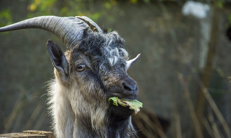 goats as land managers