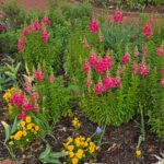 Riverbanks-garden