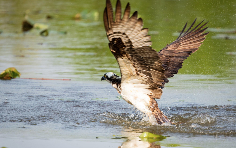 Reserve-On-The-Saluda-Wildlife