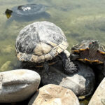 Wildlife-Along-The-Saluda