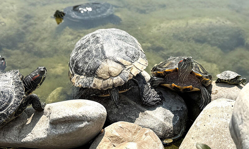 Wildlife-Along-The-Saluda