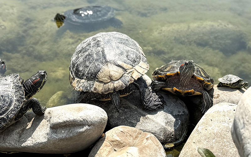 Wildlife-Along-The-Saluda